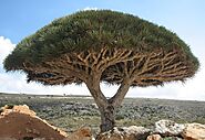 #4 The dragon's blood tree