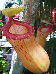 #1 Rat-eating pitcher plant