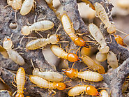 Termite Control West Palm Beach FL