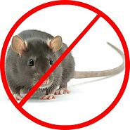 Rat Control West Palm Beach