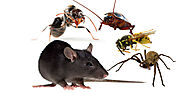 Pest Control West Palm Beach