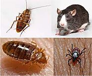 Professional Pest Control Company in West Palm Beach