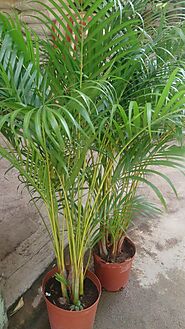 Areca Palm | Areca Palm Price in Pakistan| Golden Palm in Pakistan