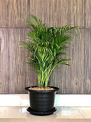 Bamboo Palm Price in Pakistan - Lucky Bamboo Palm in Pakistan