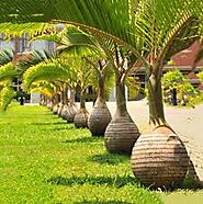 Royal Palm - Bottle Palm Price in Pakistan - Oreodoxa Regia