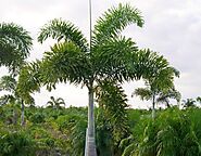 Foxtail Palm - Foxtail Palm Tree Price in Pakistan - Foxtail Palm in Pakistan