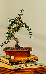 Buy Chinese Elm Bonsai Plants Online Chandigarh | Surya Nursery