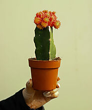 Buy Red Moon Cactus Plant Online in Chandigarh | Surya Nursery