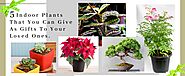 5 Indoor Plants That You Can Give As Gifts To Your Loved Ones