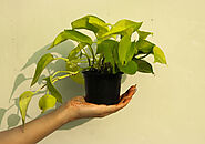 Buy Money Plants Online | Money Plant Delivery in Chandigarh | Surya Nursery