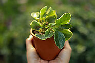 Peperomia Variegated Plant | Baby Rubber Plant | Surya Nursery