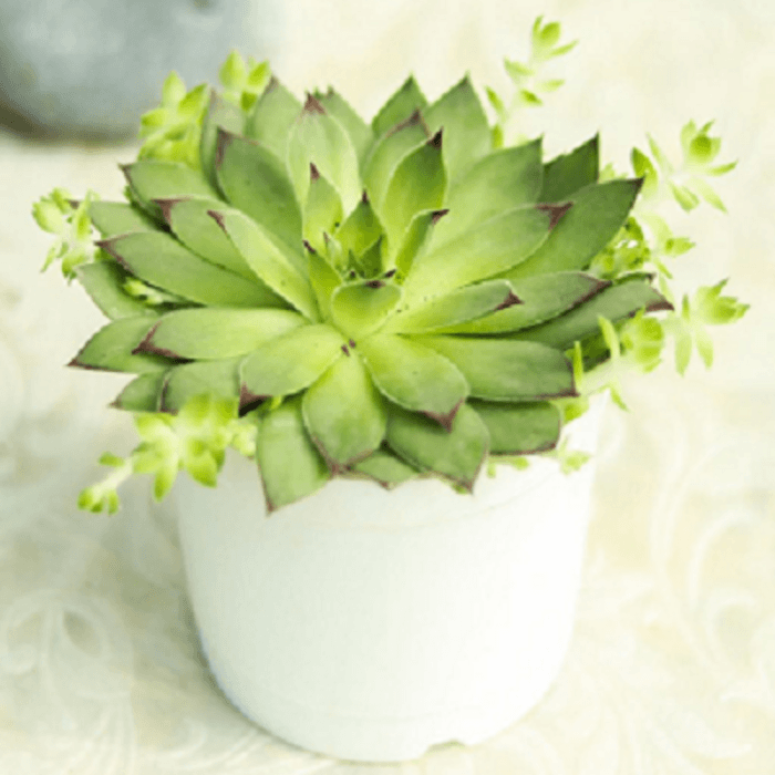 Surya Nursery Best Plant Nursery in Chandigarh A Listly List