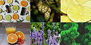 Therapeutic Effects Of Terpenes To Improve Health - Ecigclopedia