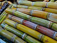 Sugar Cane