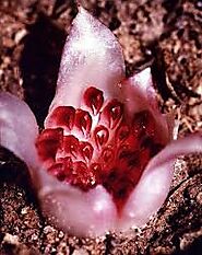 Western Underground Orchid (Rhizanthella Gardnerni)