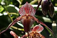 Rothschild's Slipper Orchid (Paphiopedilum Rothschildianum)