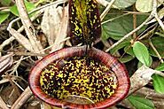 Attenborough's Pitcher Plant (Nepenthes Attenboroughii)