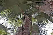 Suicide Palm (Tahani Spectabilis)