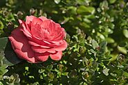 Middlemist Red (Middlemist Camellia)