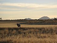 Wildlife Lessons at NamibRand Nature Reserve, Namibia