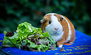 Farmpally Hints On Feeding And Care For Guinea Pig | PetLoverOnline.com