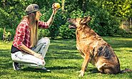 10 Super Impressive Tricks Any Dog Can Learn - Pet Lover Online