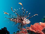 Lionfish