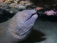 Moray Eel