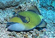 Giant Triggerfish