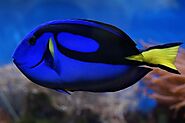 Surgeonfish