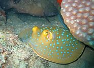 Bluespotted Ray