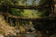 Root Bridge in Meghalaya