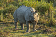 Kaziranga National Park