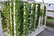 Rochester, Minnesota Aquaponic Startup Takes Farm-to-Fork to a Whole New Level