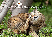 Website at https://www.bestvetcare.com/blog/how-to-detect-fleas-on-your-cat/