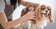 Everything to Know About Dog Grooming Sessions