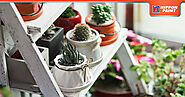 Cultivate A Lush Indoor Garden