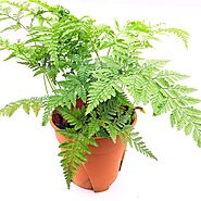 Rabbit Foot Fern