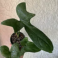 Horse head Philodendron