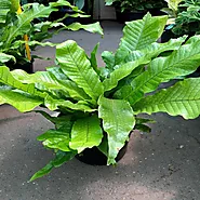 Crocodile Fern