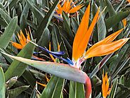 Bird of Paradise