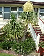 Ponytail Palm