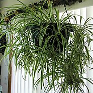 Spider Plant