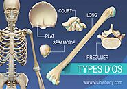 Apprentissage de l'anatomie du squelette | Types d'os