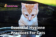 Essential Hygiene Practices For Cats - PetGuideToday