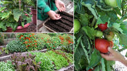 Plan and grow a vegetable garden.