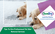 Tips To Hire Professional Pet Odor Removal Services | Chicago, IL