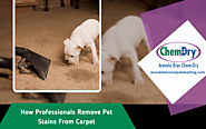 How Professionals Remove Pet Stains From Carpet | Chicago