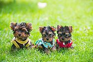 Website at https://www.wincyyorkieshome.com/available-puppies