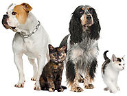 Find Dog Boarding Services for Pet Care and Delight